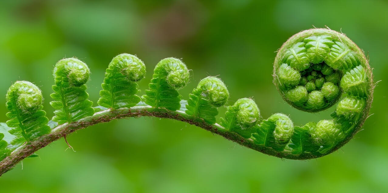 Curled young fern frond unfurling against a soft green background